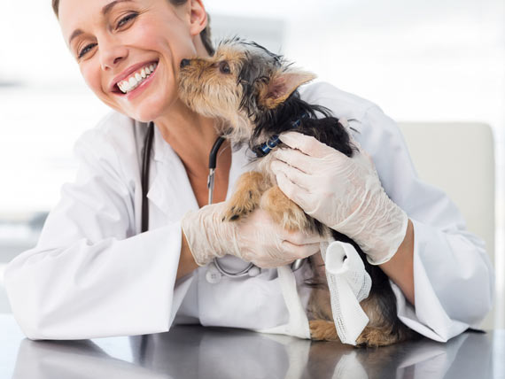 Veterinarian