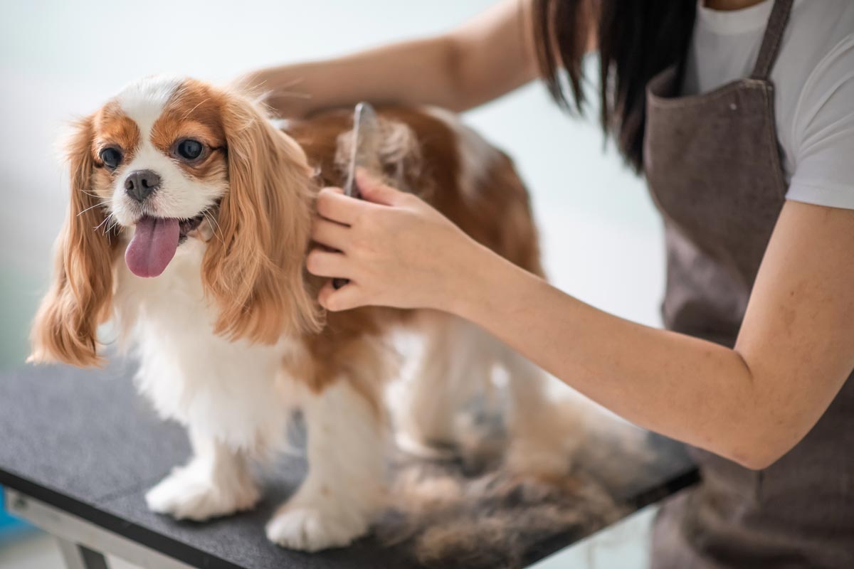 Pet Groomer