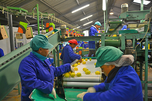 Packhouse Manager
