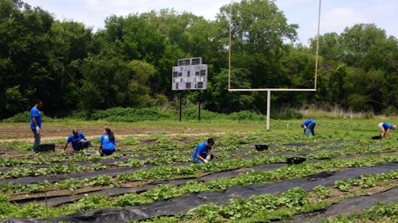 Farm Foreman